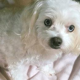 Mia - Maltipoo