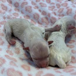 Girl 2 - Cream female Havanese puppy in East Lansing, Michigan from VanCort's Happy Havanese