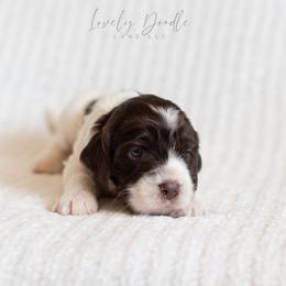 Aqua Collar Girl - Chocolate female Australian Labradoodle puppy in Thousand Oaks, California from Lovely Doodle Lane