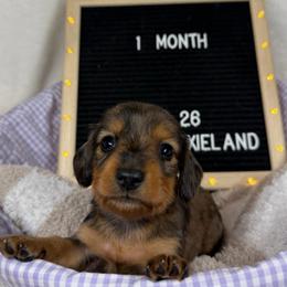 Tej - Dapple male Dachshund puppy in Dickinson, Texas from Beth’s Doxieland