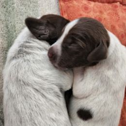 Wirehaired Pointing Griffons from Teton Griffons