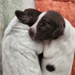 Wirehaired Pointing Griffons from Teton Griffons