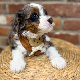 John - Merle male Bernedoodle puppy in Snohomish, Washington from Refined Doodles