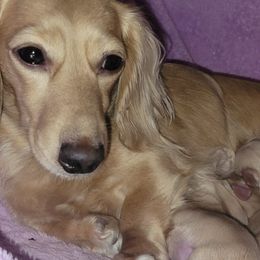 Dachshunds from Madsen's Traveling Hounds