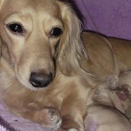Dachshunds from Madsen's Traveling Hounds
