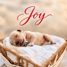 Joy - Light golden female Golden Retriever puppy in San Bernardino, California from Thegoldendreams1