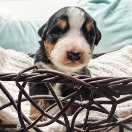 Pink - Black rust and white female Bernese Mountain Dog puppy in Marne, Michigan from MI Doodles