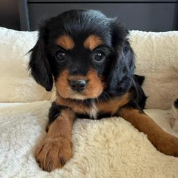 Girl 2 - Black and tan female Cavalier King Charles Spaniel puppy in Dime Box, Texas from Kuehlers Kavaliers