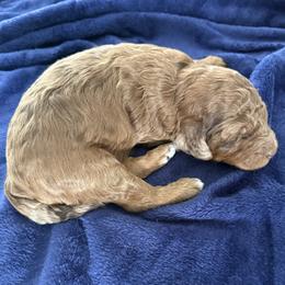 Chocolate - Apricot male Goldendoodle puppy in Grand Rapids, Michigan from Deszy’s Goldendoodle Pups