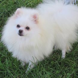 Misha - Pomeranian