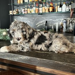 Bernedoodle, Cavapoo, Goldendoodle, and Poodle Puppies from Wasatch Pup