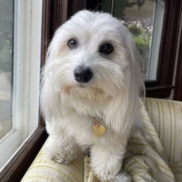 Jasmine - Coton de Tulear