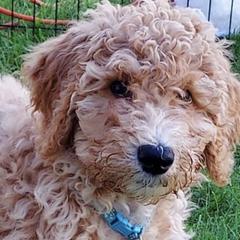 Goldendoodles from Deerbrook Goldendoodles
