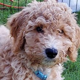 Goldendoodles from Deerbrook Goldendoodles