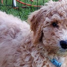 Goldendoodles from Deerbrook Goldendoodles