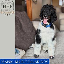 HANK - Blue Collar Boy - Black Tri - Parti male Poodle puppy in Charlo, Montana from Heavenly Hilltop Farm