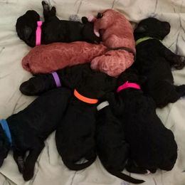 Goldendoodle Puppies from Superior Companions Goldendoodles