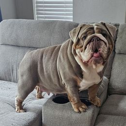 Caliber - Bulldog