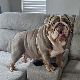 Caliber - Bulldog