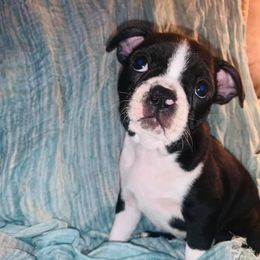 Boston Terrier Puppies from The Terriers Place