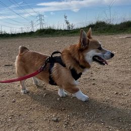 Pembroke Welsh Corgis from Kings Corgis