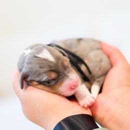 Magnet Bolt - Merle male Bernedoodle puppy in Ontario, California from Teddy Doodles & Standard Poodles