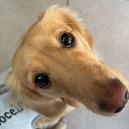 Bocelli - Dachshund