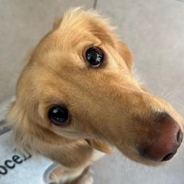 Bocelli - Dachshund