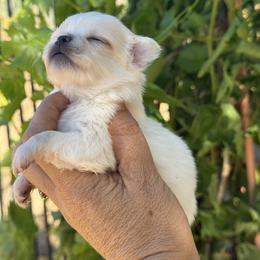 Chihuahua Puppies from Chihuahuas manzanita