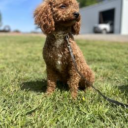Marleaux - Poodle