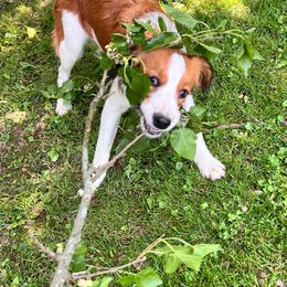 Tempo 6 month old gorgeous and sweet obedience trained - White and red male Nederlandse Kooikerhondje puppy in Lexington, Kentucky from Ambermoon Kooikerhondje Blackamber Greater Swiss Mountain Dogs