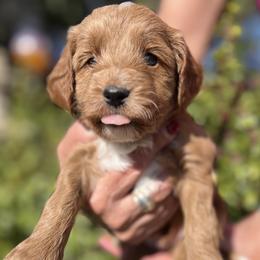 Blue collar boy - Apricot male Goldendoodle puppy in Fairfield, California from Twin Sisters Doodles