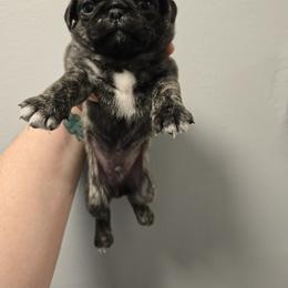 Mesquite - Brindle male Pug puppy in Auburn, Kentucky from Prentice Family Pugs