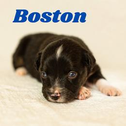 Boston - Black tri male Miniature Australian Shepherd puppy in Waco, Texas from Blue Rain Aussies