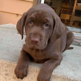 Labrador Retrievers from Fetching Labradors