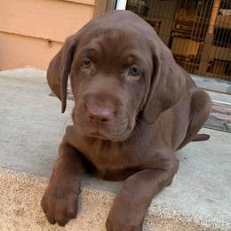 Labrador Retrievers from Fetching Labradors