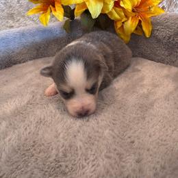 Male 4 - Blue male Pomsky puppy in Bucyrus, Missouri from Hill Top Pomskies