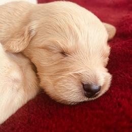 Rusty - Golden male Golden Retriever puppy in Blackfoot, Idaho from Ivy’s Goldens