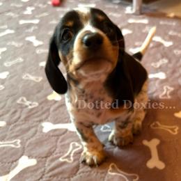 Cinco - Piebald male Dachshund puppy in Havana, Florida from Dotted Doxies