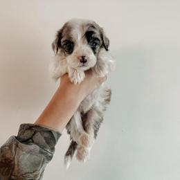 Rachelle the Runt - Blue merle and white female Sheepadoodle puppy in Wabash, Indiana from DOODCompany