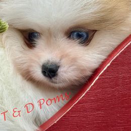 Sable merle Parti w blue eyes - Orange sable male Pomeranian puppy in Bourbonnais, Illinois from T & D Poms