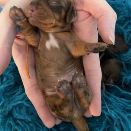 Dapple boy - Dapple male Dachshund puppy in Bremen, Georgia from Jones Royal Kennels