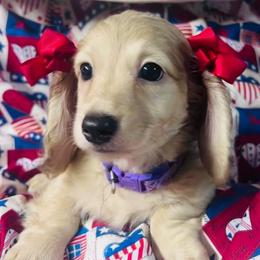 Zel - Dachshund
