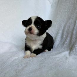 Puppy 3 - Black and white female Chihuahua puppy in Springfield, Missouri from Casadelopez Tails