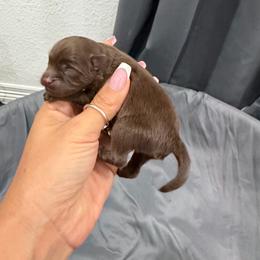 Canela - Chocolate female Pomeranian puppy in Moody, Texas from Luxury Pets of Central Texas