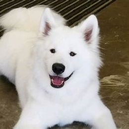Samoyeds from Galaxy Samoyeds