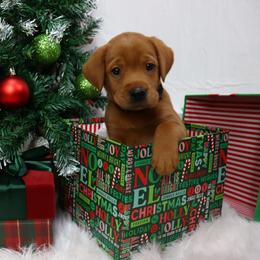 WishBone - Yellow male Labrador Retriever puppy in Mount Airy, North Carolina from RiverSide Retrievers