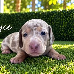 Royce - Dapple male Dachshund puppy in Boston, Massachusetts from London’s puppies