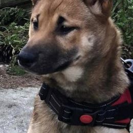 Shiba Inu from Majestic Shiba Inu’s