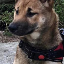 Shiba Inu from Majestic Shiba Inu’s